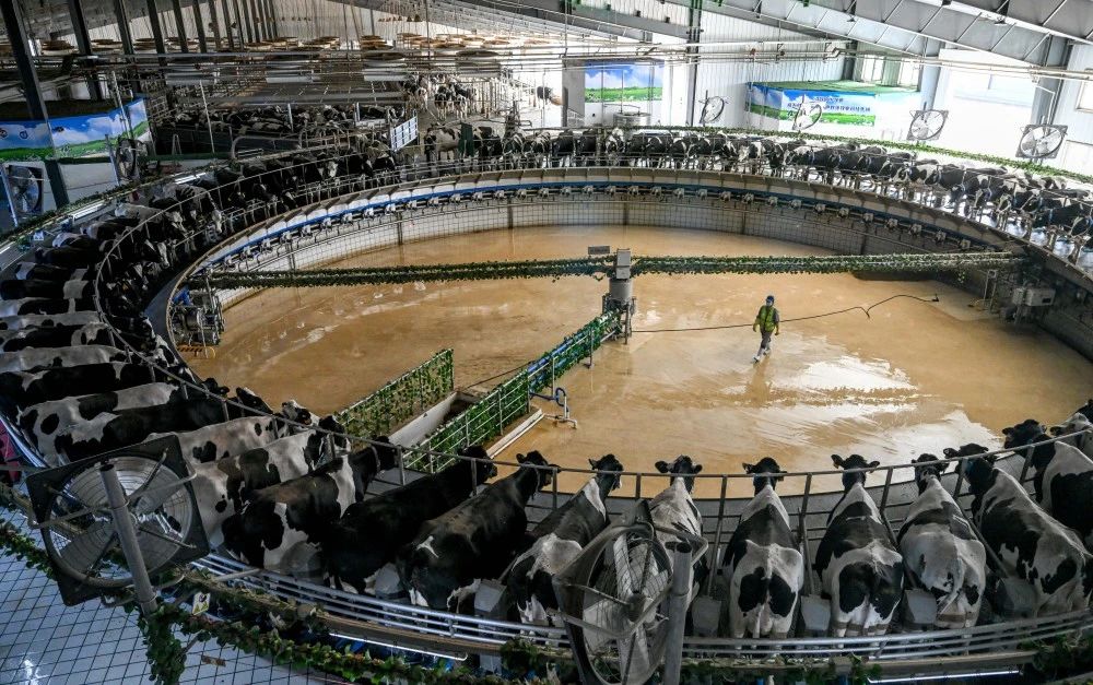 北疆牧歌新奏 奶业“犇”向未来——内蒙古奶业质量强链建设纪实(图1)